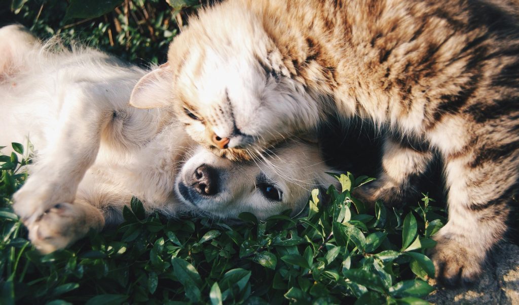 dog and cat cuddling