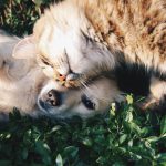 dog and cat cuddling
