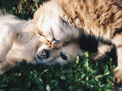 What Is Animal Welfare Science — And Why Every Australian Pet Owner Should Care