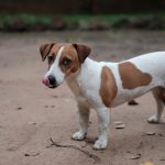 What Owning a Jack Russell is Really Like