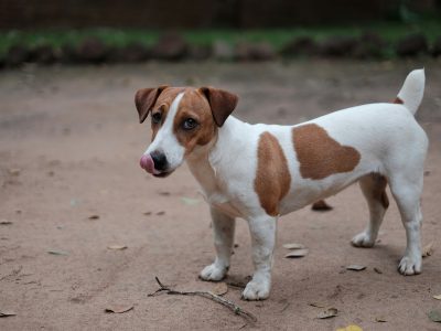 What Owning a Jack Russell is Really Like