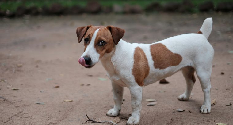 What Owning a Jack Russell is Really Like