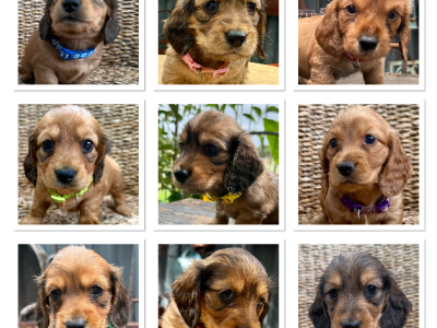 Miniature Dachshund – Dachshund Gems