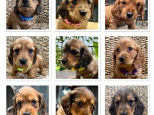 Miniature Dachshund – Dachshund Gems