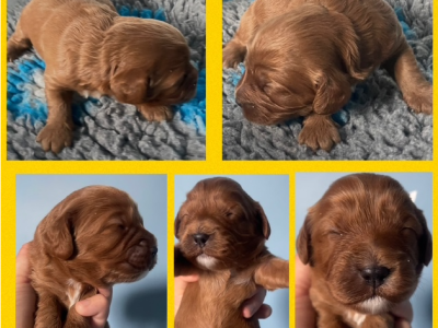 Cavoodle – Melbourne