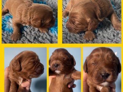 Cavoodle – Melbourne