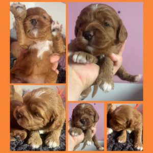 Cavoodle – Jodie