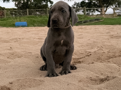 Great Dane – Warragul