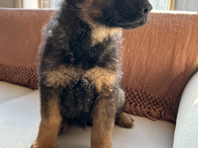 German Shepherd – Taylors Lakes