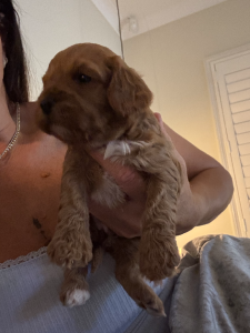 Toy Cavoodle – Sydney