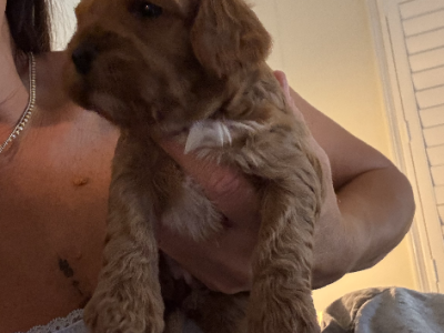 Toy Cavoodle – Sydney