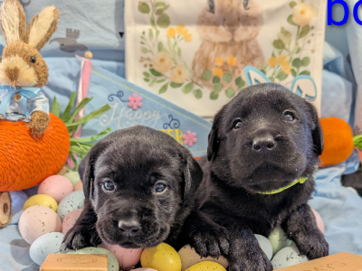 Labrador Retriever – Tegan