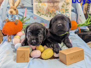 Labrador Retriever – Tegan