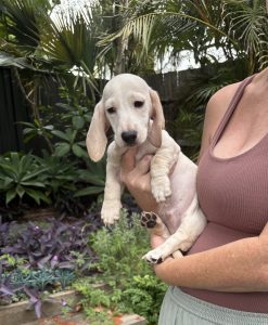 Miniature Dachshund – Kingaroy