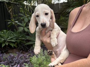 Miniature Dachshund – Kingaroy