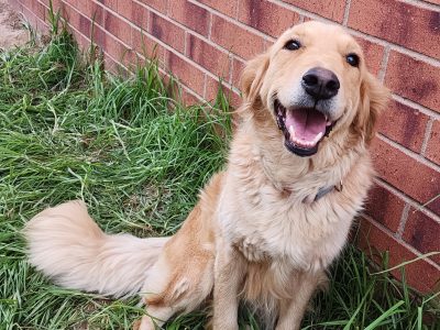 Golden Retriever – Albury