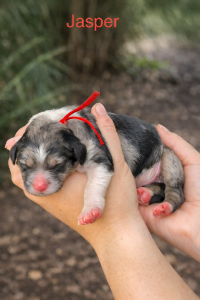 Bordoodle – Lexi Webb