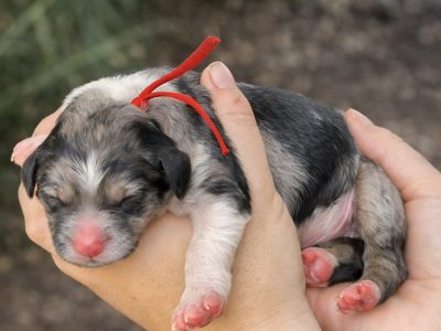 Bordoodle – Lexi Webb