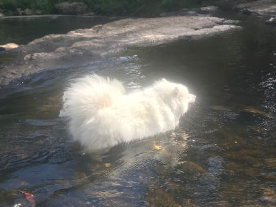 Japanese Spitz – Taroona