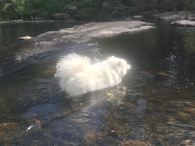 Japanese Spitz – Taroona