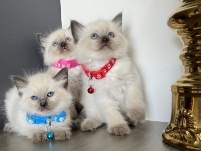 Ragdoll – Epping