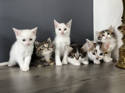 Domestic Medium Hair (DMH) – Epping