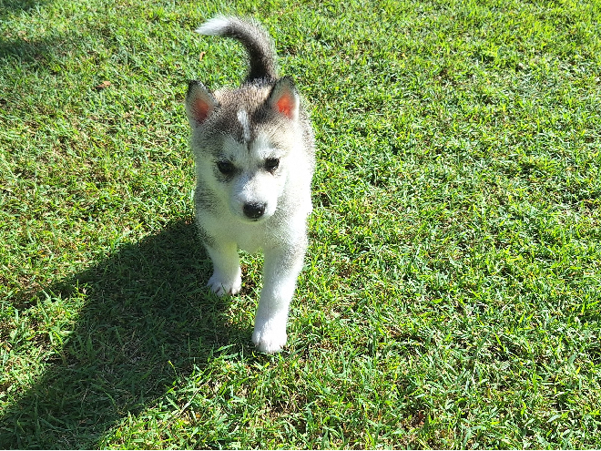 Hugli Dog Husky - Ellalong - PetsForHomes