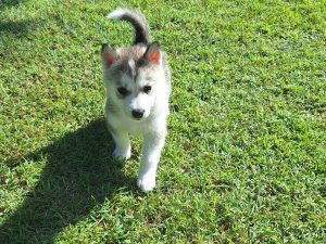 Husky – Ellalong