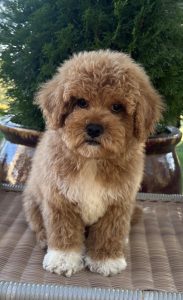 Cavoodle – O’Connell