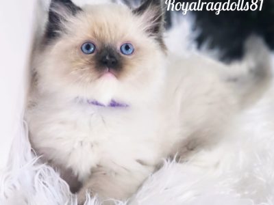 Ragdoll – Dandenong North