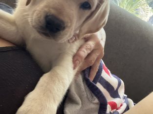 Labrador Retriever – Gungahlin