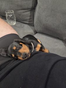 Dachshund – Everton Park