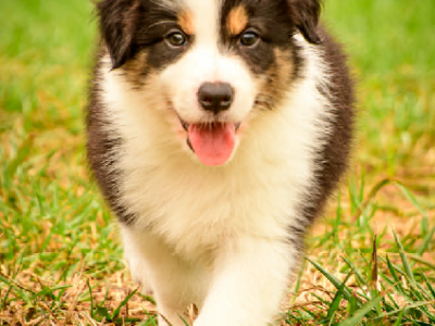Border Collie – Clyde
