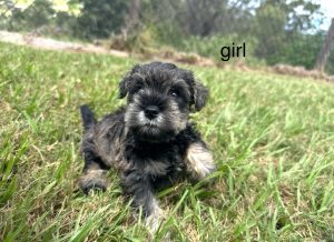 Schnauzer (Miniature) – Beaudesert