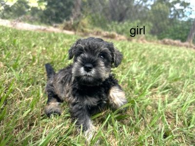 Schnauzer (Miniature) – Beaudesert