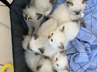 Ragdoll – Banksia Beach