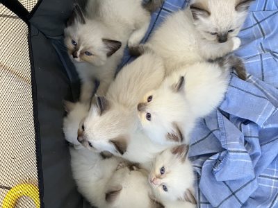 Ragdoll – Banksia Beach