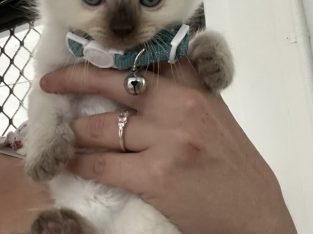 Ragdoll – Banksia Beach