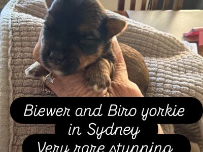 Yorkshire Terrier – Rooty Hill