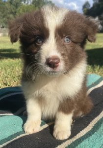 Border Collie – Edgeroi