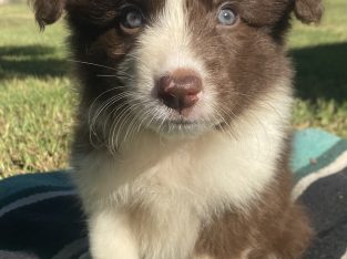 Border Collie – Edgeroi