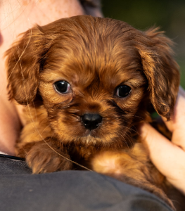 Cavalier King Charles Spaniel – Mirboo North