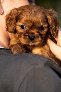 Cavalier King Charles Spaniel – Mirboo North