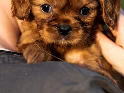Cavalier King Charles Spaniel – Mirboo North