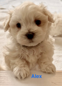 Maltese – Andriana Asprov