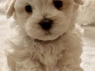 Maltese – Andriana Asprov