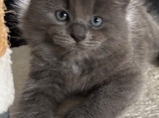 Ragdoll – Mount Gravatt East