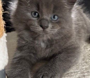 Ragdoll – Mount Gravatt East