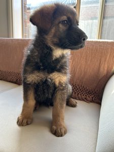 German Shepherd – Taylors Lakes