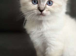 Ragdoll – Warrnambool